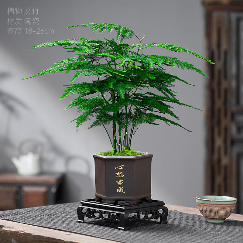 Traditional Ceramic Planter with Display Stand – Micro Landscape & Bonsai Pot (Pot Only)