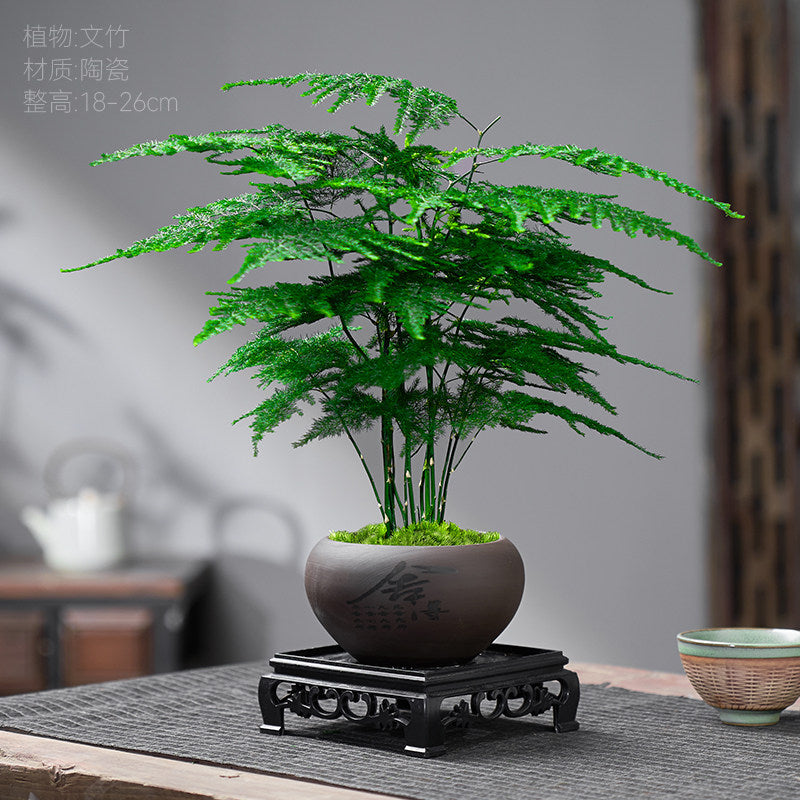 Traditional Ceramic Planter with Display Stand – Micro Landscape & Bonsai Pot (Pot Only)