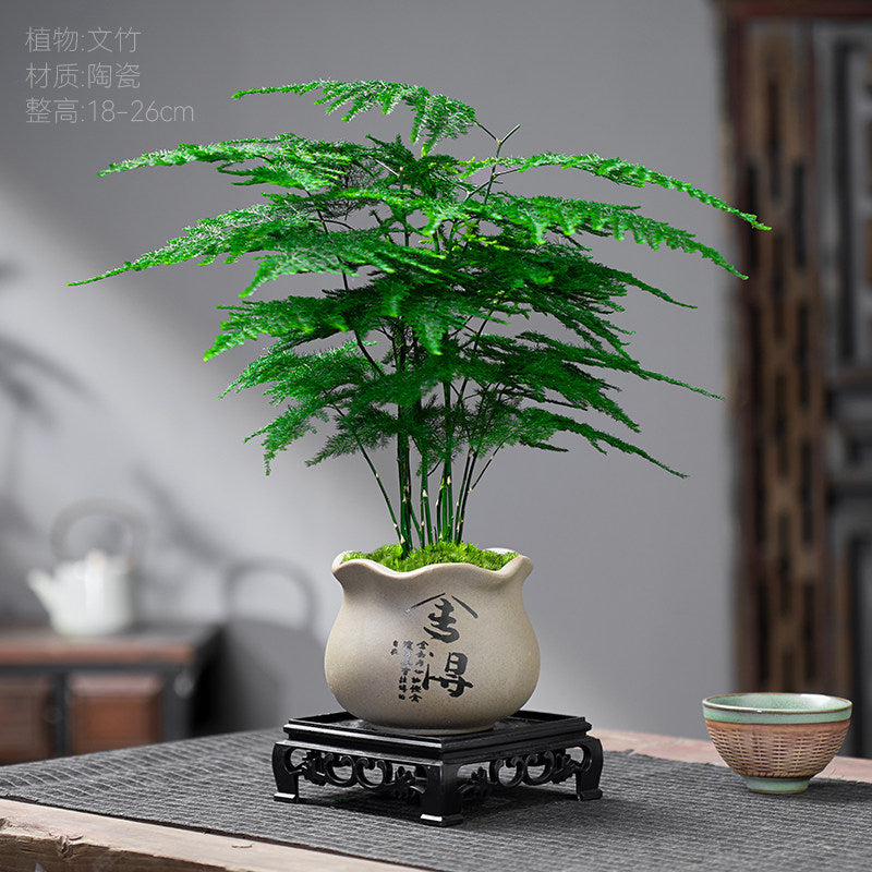 Traditional Ceramic Planter with Display Stand – Micro Landscape & Bonsai Pot (Pot Only)