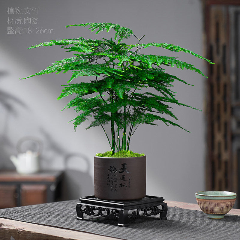 Traditional Ceramic Planter with Display Stand – Micro Landscape & Bonsai Pot (Pot Only)