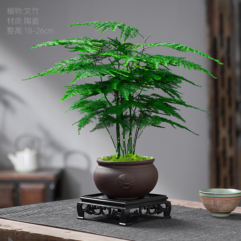 Traditional Ceramic Planter with Display Stand – Micro Landscape & Bonsai Pot (Pot Only)