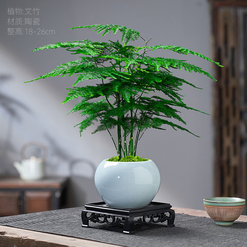 Traditional Ceramic Planter with Display Stand – Micro Landscape & Bonsai Pot (Pot Only)