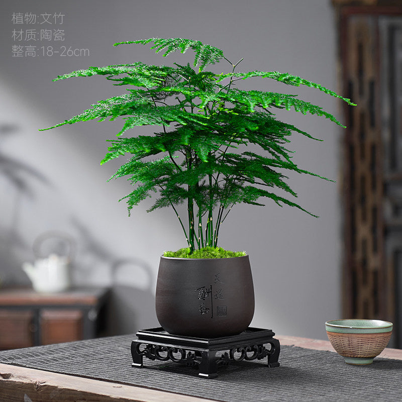 Traditional Ceramic Planter with Display Stand – Micro Landscape & Bonsai Pot (Pot Only)