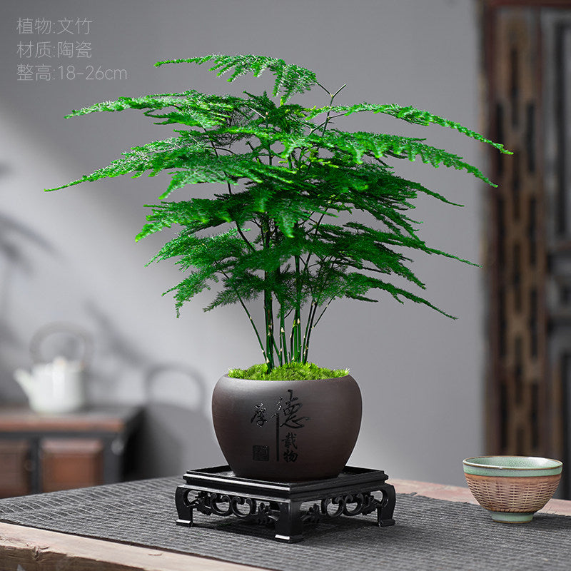 Traditional Ceramic Planter with Display Stand – Micro Landscape & Bonsai Pot (Pot Only)