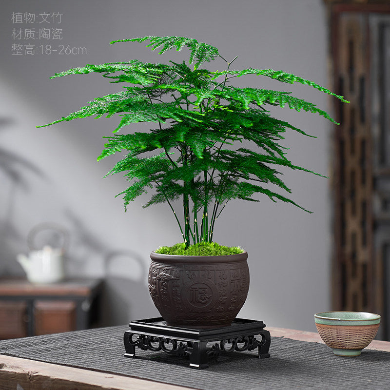 Traditional Ceramic Planter with Display Stand – Micro Landscape & Bonsai Pot (Pot Only)