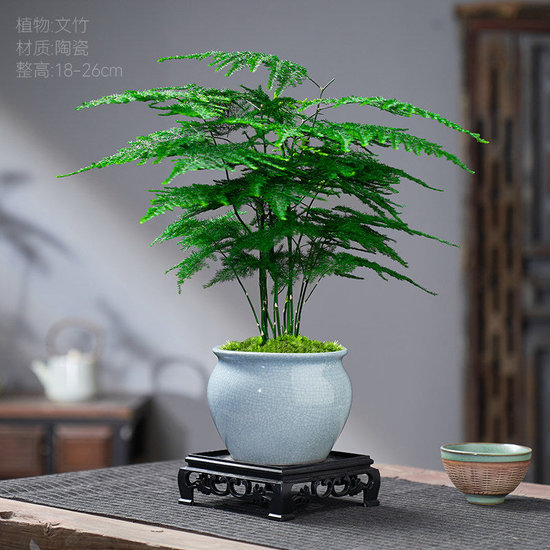 Traditional Ceramic Planter with Display Stand – Micro Landscape & Bonsai Pot (Pot Only)