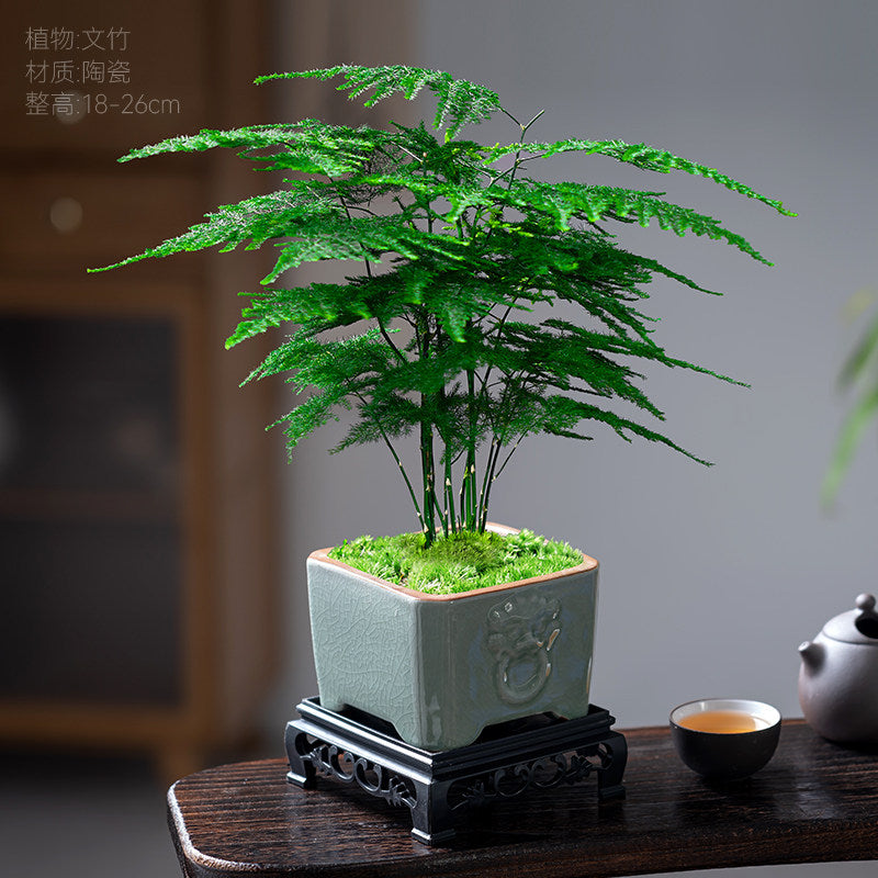 Traditional Ceramic Planter with Display Stand – Micro Landscape & Bonsai Pot (Pot Only)