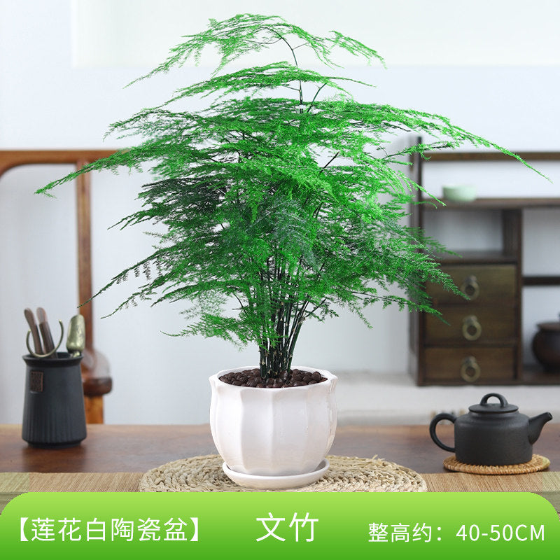 Traditional Ceramic Planter with Display Stand – Micro Landscape & Bonsai Pot (Pot Only)