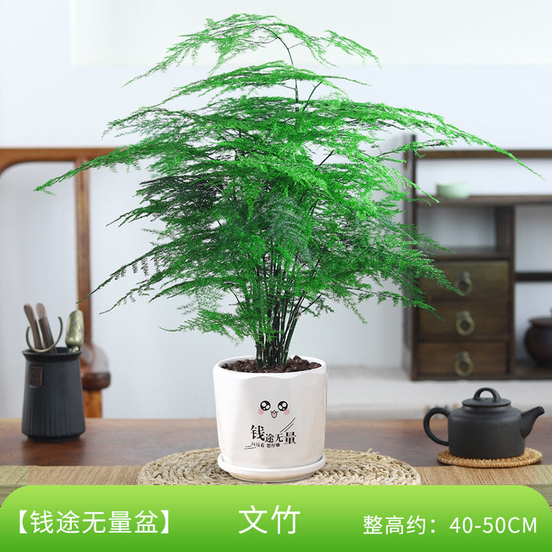 Traditional Ceramic Planter with Display Stand – Micro Landscape & Bonsai Pot (Pot Only)