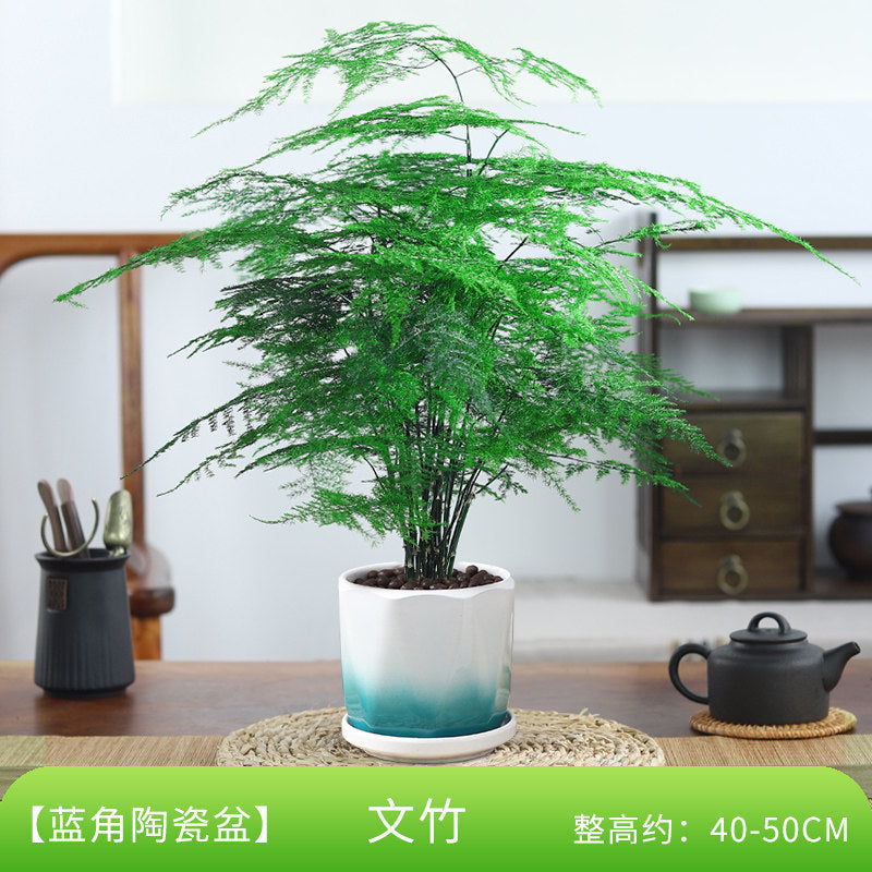 Traditional Ceramic Planter with Display Stand – Micro Landscape & Bonsai Pot (Pot Only)