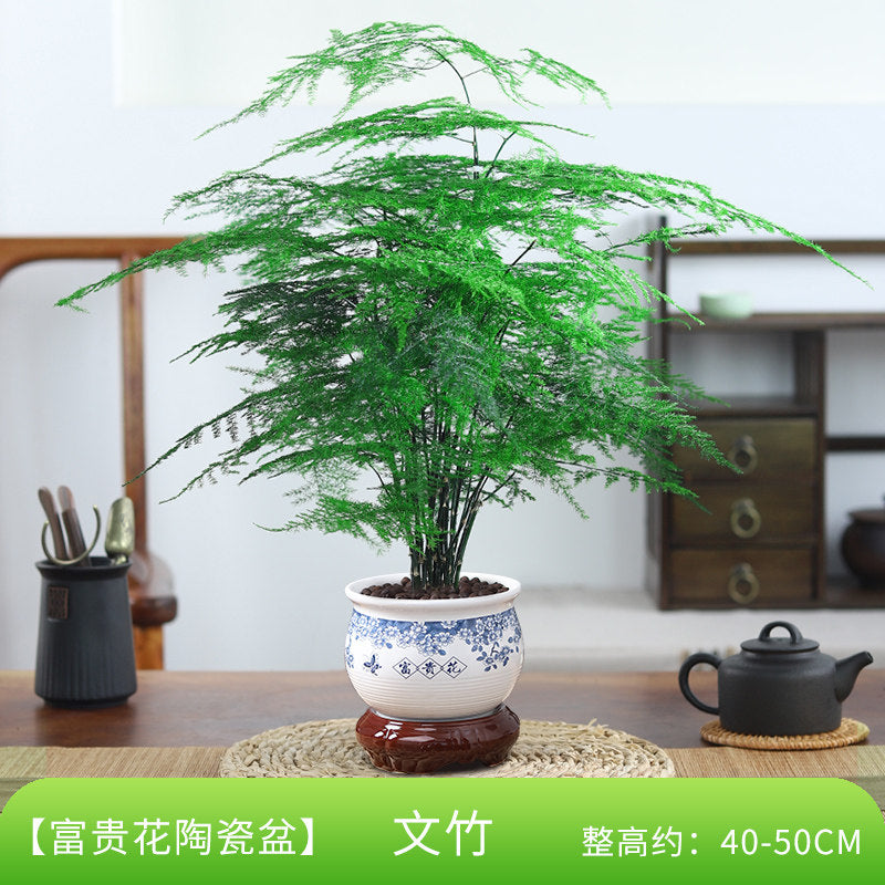 Traditional Ceramic Planter with Display Stand – Micro Landscape & Bonsai Pot (Pot Only)