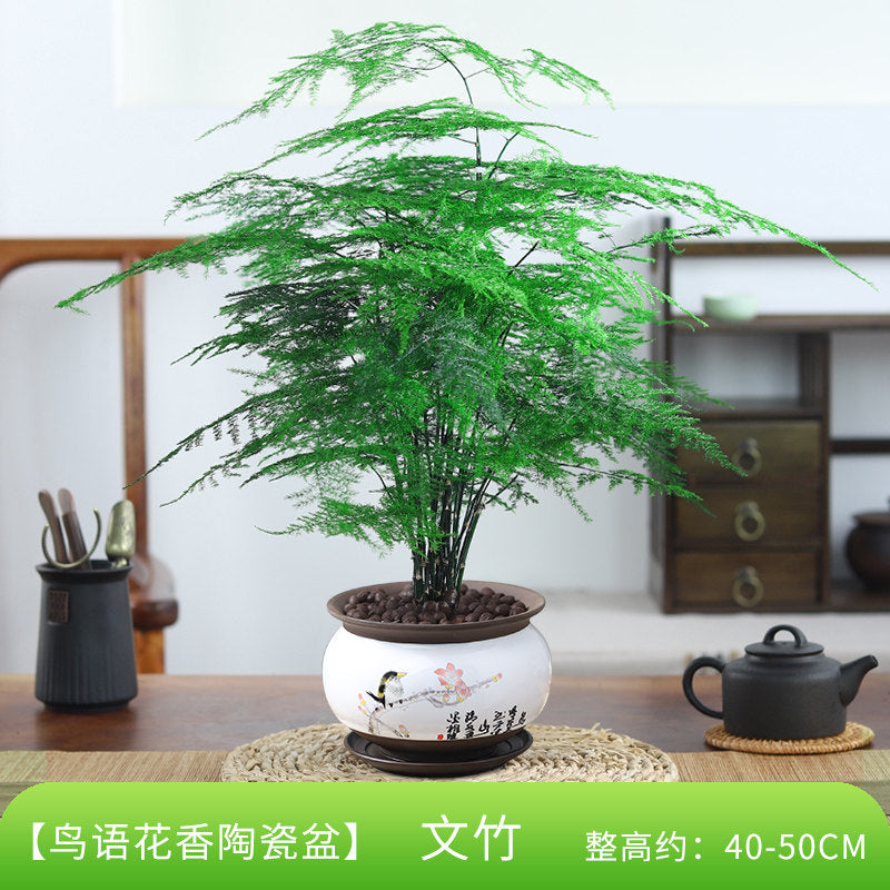 Traditional Ceramic Planter with Display Stand – Micro Landscape & Bonsai Pot (Pot Only)