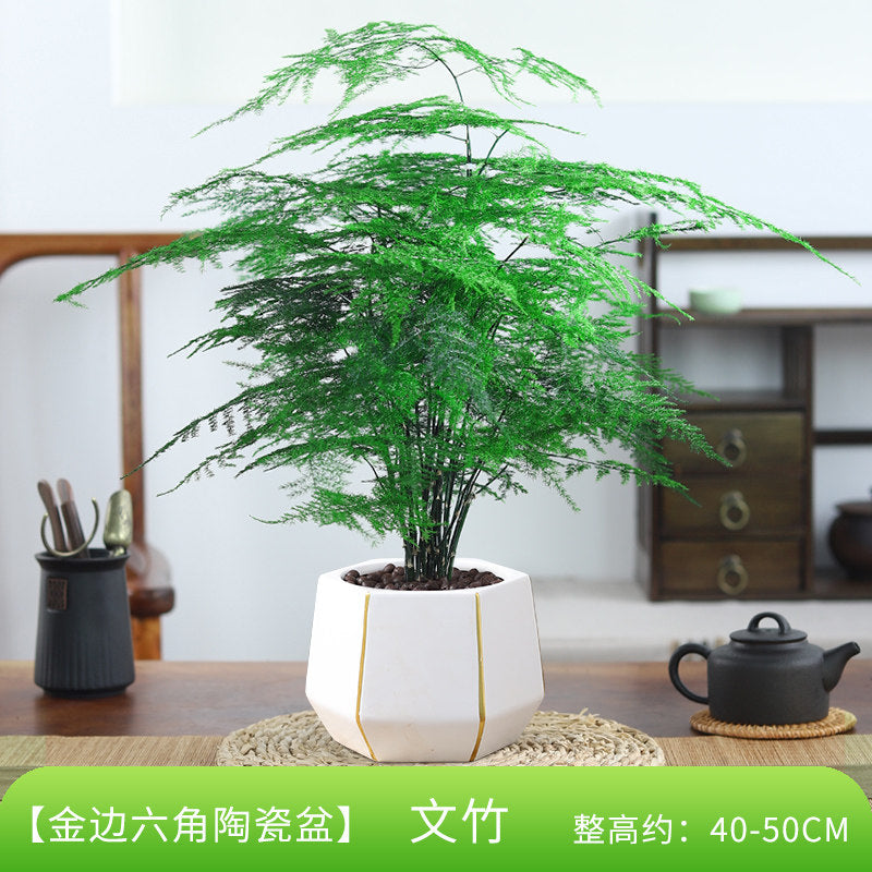 Traditional Ceramic Planter with Display Stand – Micro Landscape & Bonsai Pot (Pot Only)