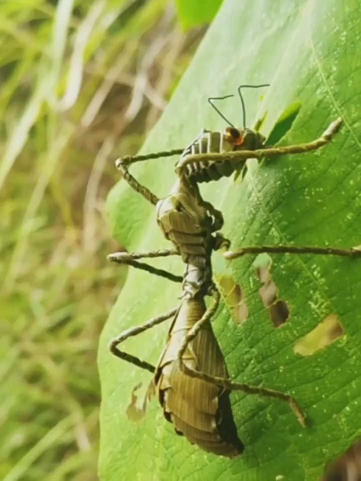Handwoven Straw Ant – Traditional Chinese Folk Craft