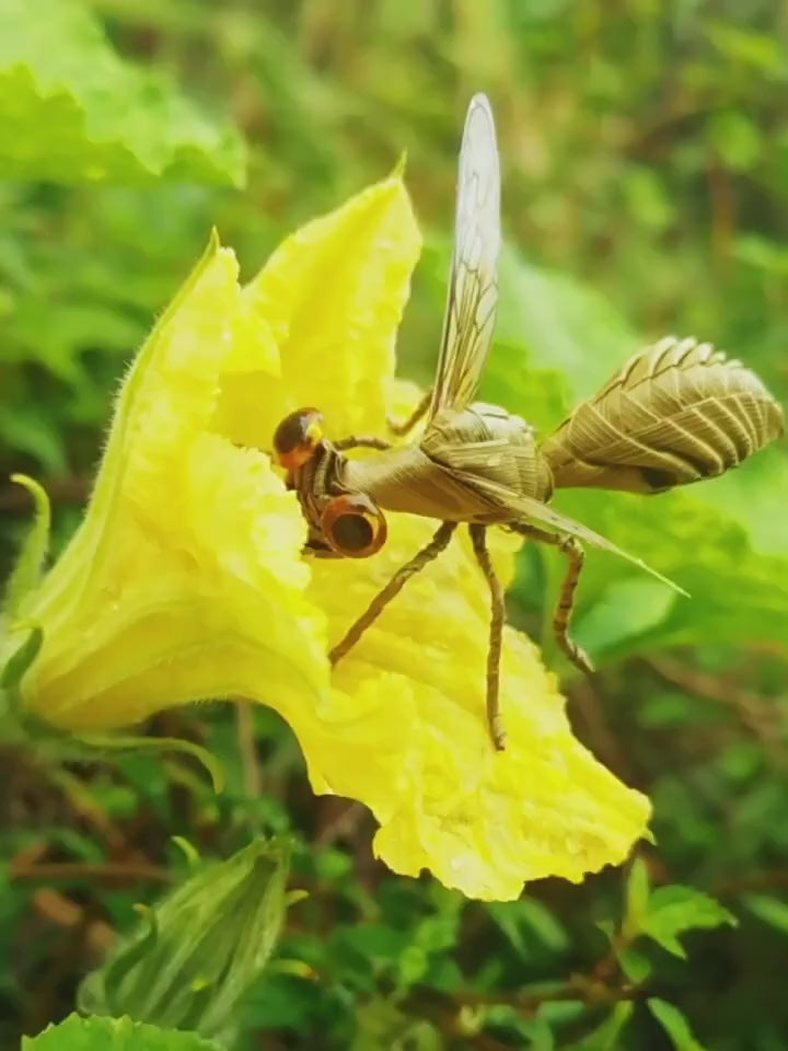 Handwoven Straw Honey Bee Traditional Chinese Palm Leaf Folk Craft